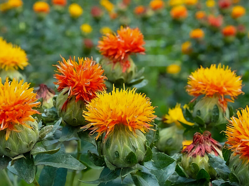 Aspir Yağı (Safflower Oil) Nedir ve Ne İşe Yarar?