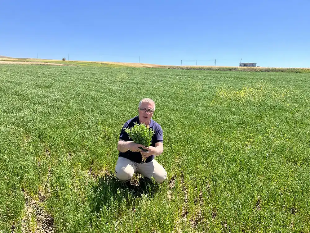 Vehbi Canıtez ve Keten Bitkisi