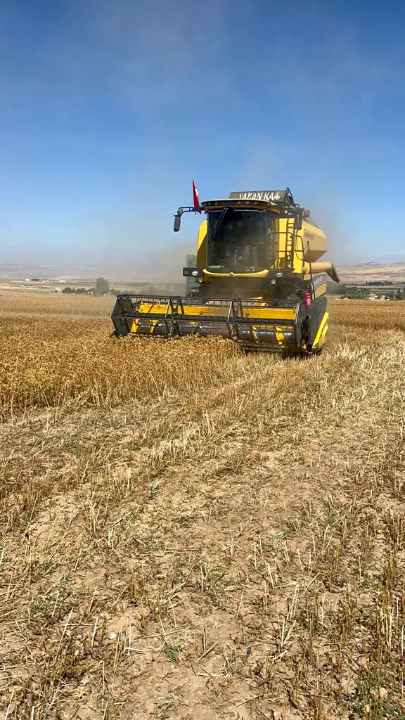 Zafir Natural Hasat Zamanı