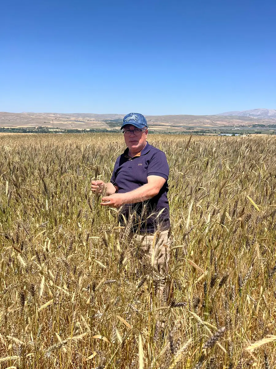 Zafir Natural Buğday Tarlası